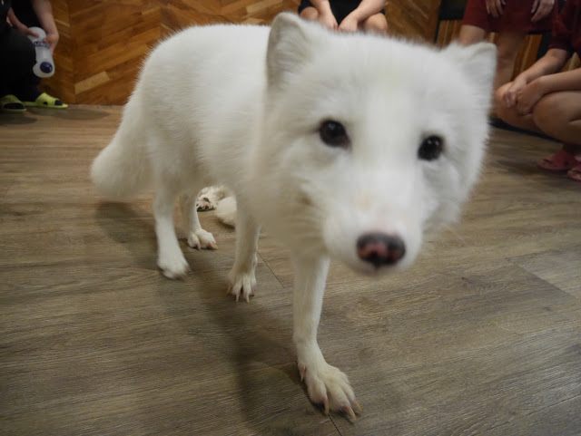 white fox at a cafe